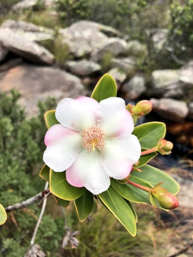 moraismario61's tweet image. Falsa-Camélia...
(Bonnetia stricta)  #Brasil  🇧🇷 #MataAtlantica  #Caatinga 
#FlowersOnX #MondayMotivation