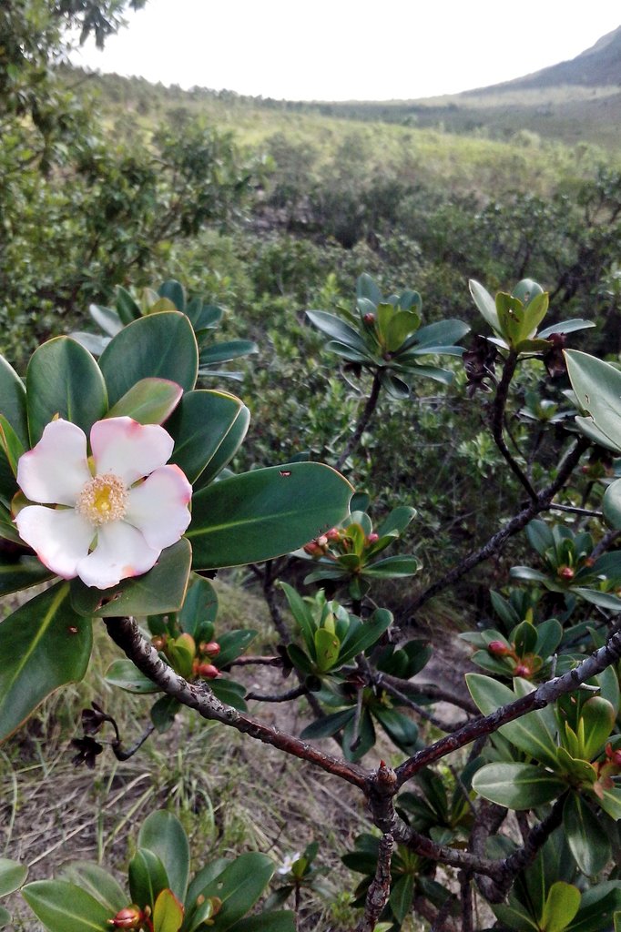 moraismario61's tweet image. Falsa-Camélia...
(Bonnetia stricta)  #Brasil  🇧🇷 #MataAtlantica  #Caatinga 
#FlowersOnX #MondayMotivation