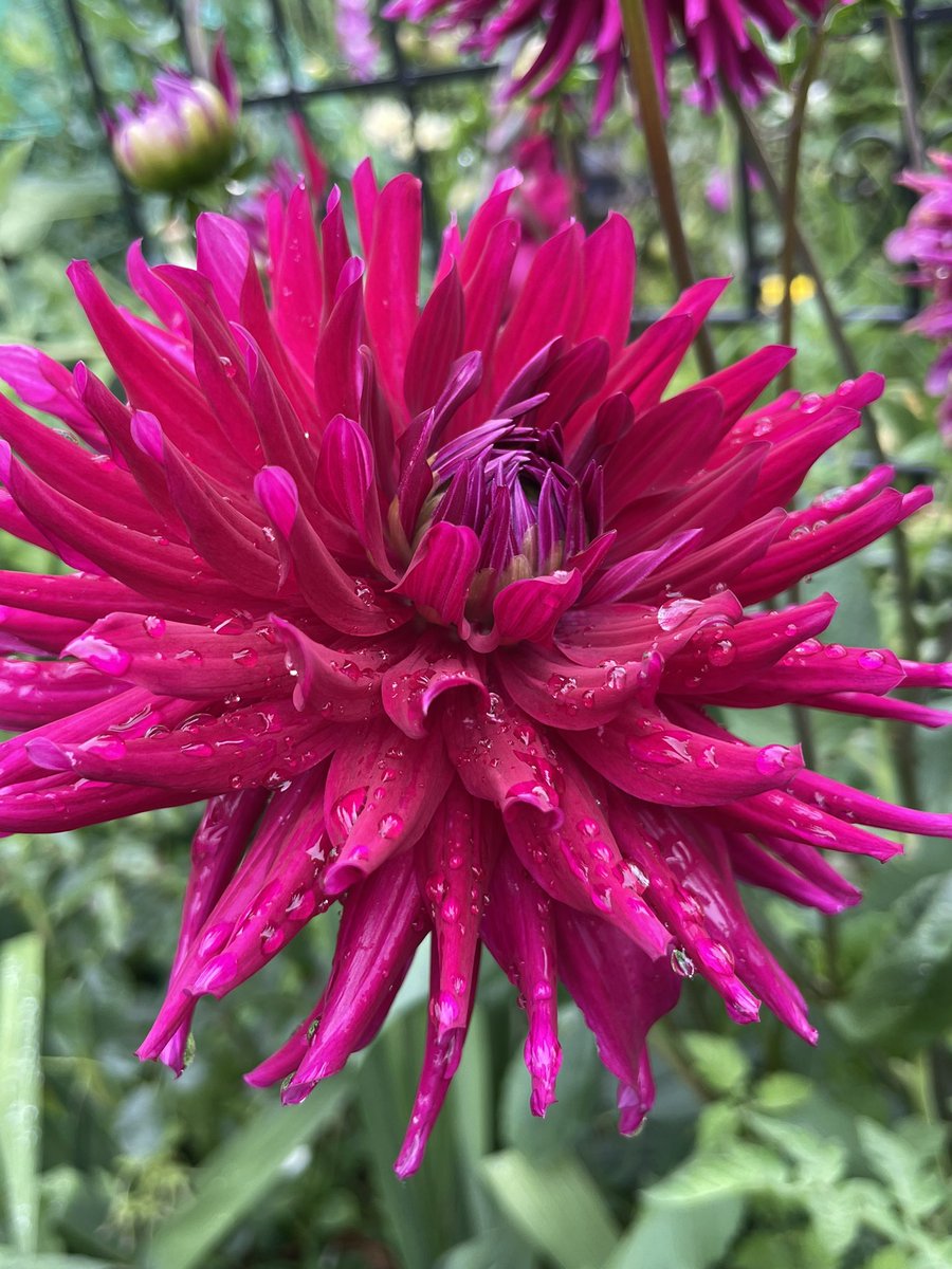 Dahlia ‘Orfeo’. 

#dahlia 
#flower #Flowers #FlowersOnX #gardening #garden #mygarden