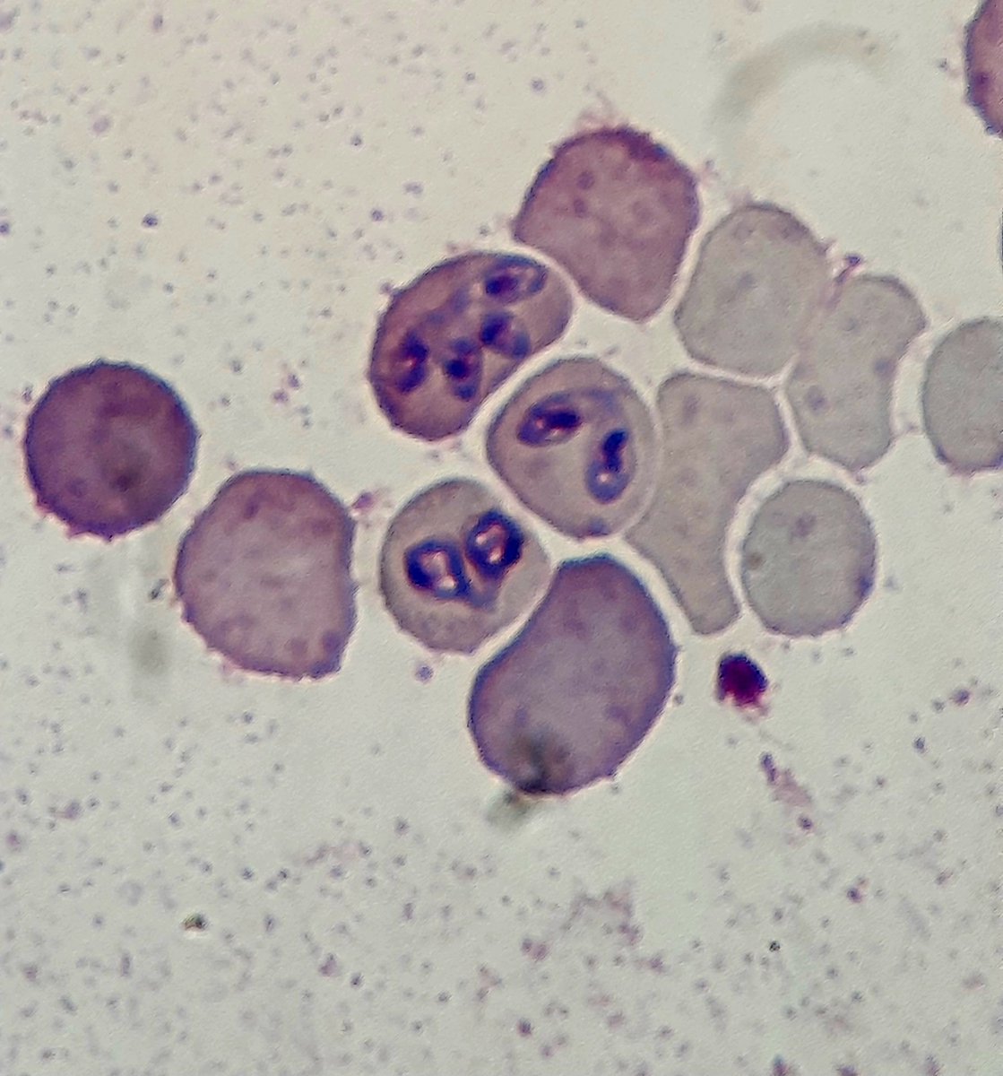 RonelPienaar tweet media