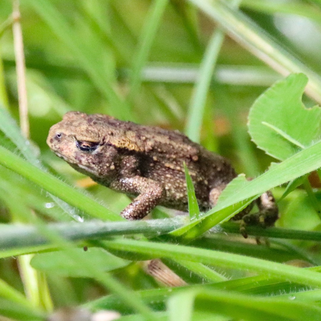 froglifers's tweet photo. Have you seen #toadlets or #froglets leaving the #pond this year?
In the South, Midlands & Wales they are moving from their breeding ponds to their summer foraging grounds, so be careful when strimming or mowing!
Remember to report your sightings: https://t.co/E0xXmg0hEM https://t.co/ry9rHIhiSn