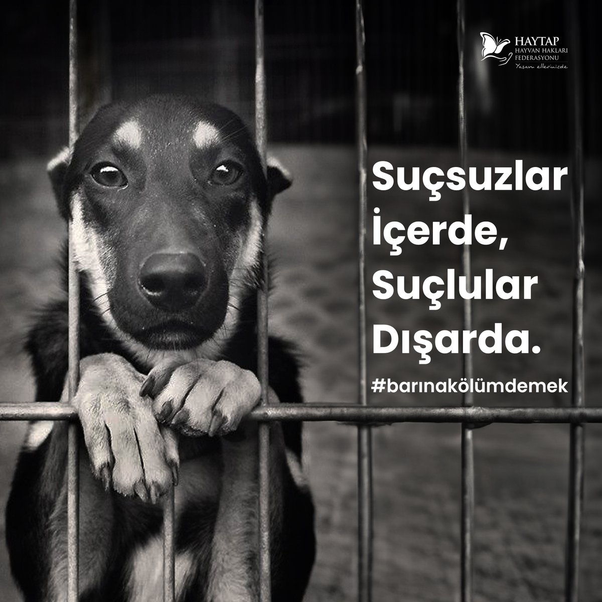 Suçsuzlar içerde, suçlular dışarda.
#YaşamHakkıOylanamaz #BarınakÖlümDemek