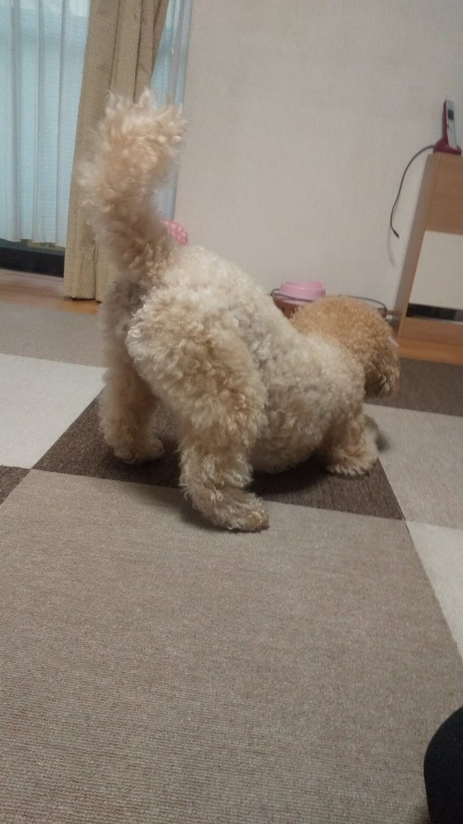 うちのマルプープーの基本スタイル