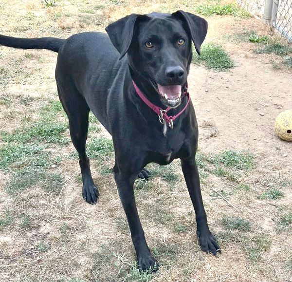 rescueridge's tweet photo. Monmouth County, NJ
At 4 yrs old Ollie finds himself living in a kennel through no fault of his own. Ollie is understandably sad and confused and we are hoping to find him a new home quickly. Ollie is a lab mix, weighing about 70 lbs. He is a pretty mellow boy, housebroken and https://t.co/iHPMXg0EjP