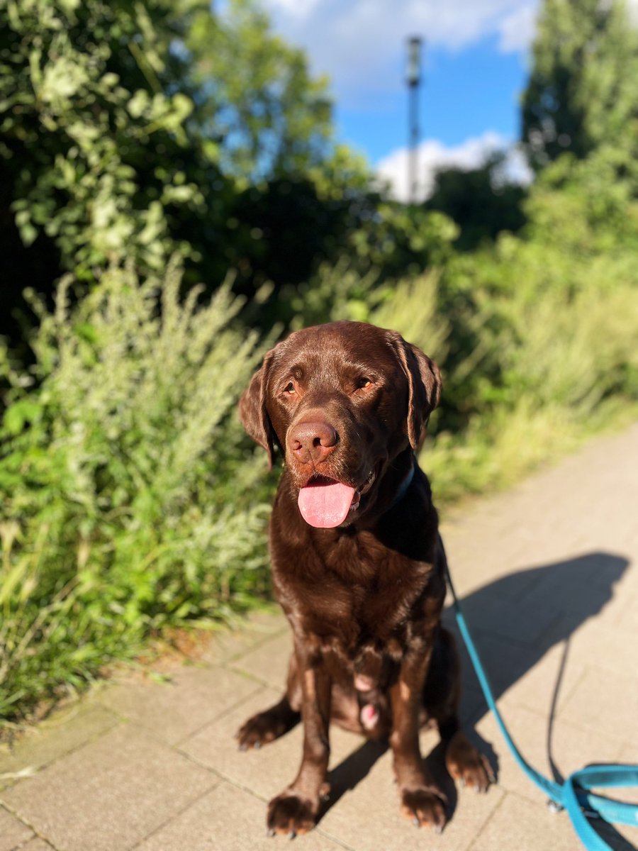 Vicky_pizza's tweet photo. My chocolate boy 🍫🤎☀️ https://t.co/K4502Z9hci