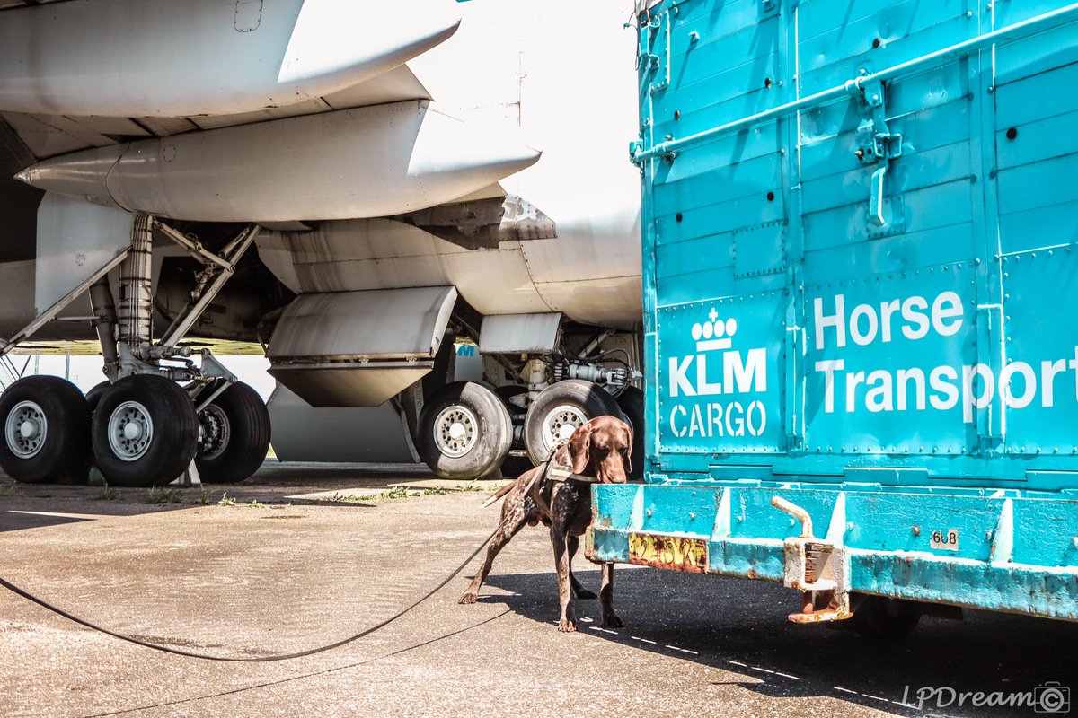 Scentimprint's tweet image. Training two explosive detection dogs for a client. We are more than happy that a client asked us again to train two dogs for them. 

#k9 #k9unit #explosivedetectiondog #workingdogs #security #securitycheck #policek9 #speurhond  #detectiondogs #k9operators #scentimprintfordogs