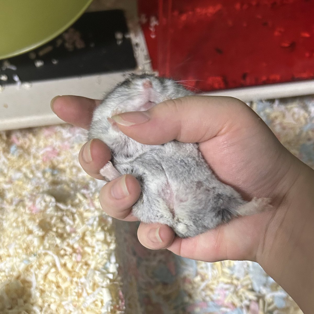 졸린 이장과 쥐인님들 tweet media