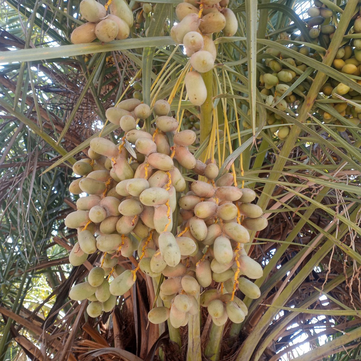 First to flush from the green kimri stage to the khalal stage are the burgundy colored Abada fruit and the yellow colored Khir dates at the Polytechnic date grove.