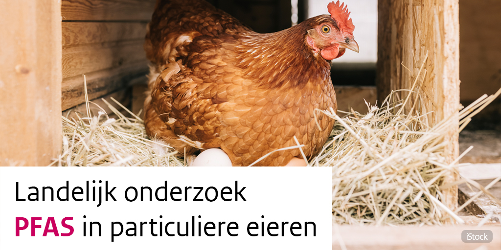 We zoeken deelnemers voor onderzoek naar #PFAS in particuliere #eieren. Op ongeveer 60 locaties verspreid door Nederland gaan we onderzoek doen. 

Heb jij als particulier thuis kippen, en wil je meedoen aan dit wetenschappelijk onderzoek? Meld je dan aan: rivm.nl/nieuws/rivm-zo…