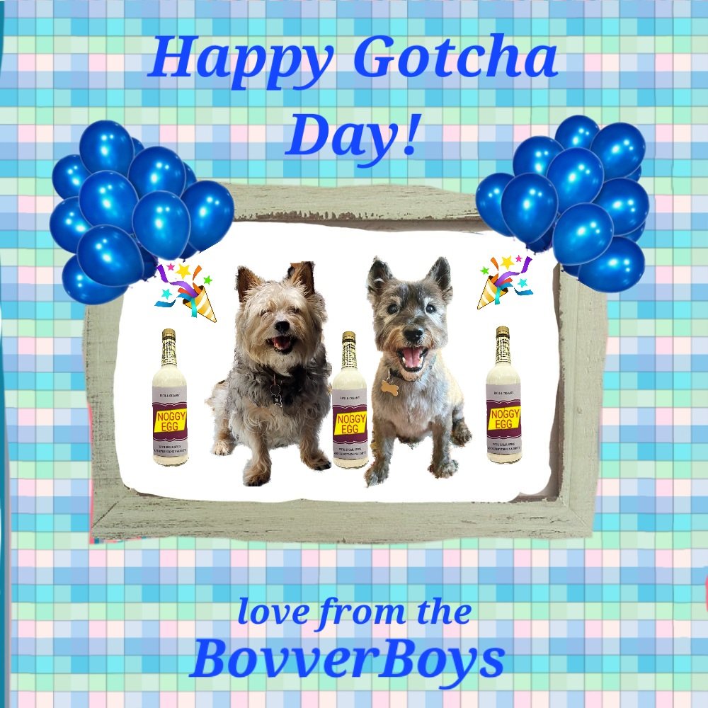 JACK BovverBoy 🐕 tweet media