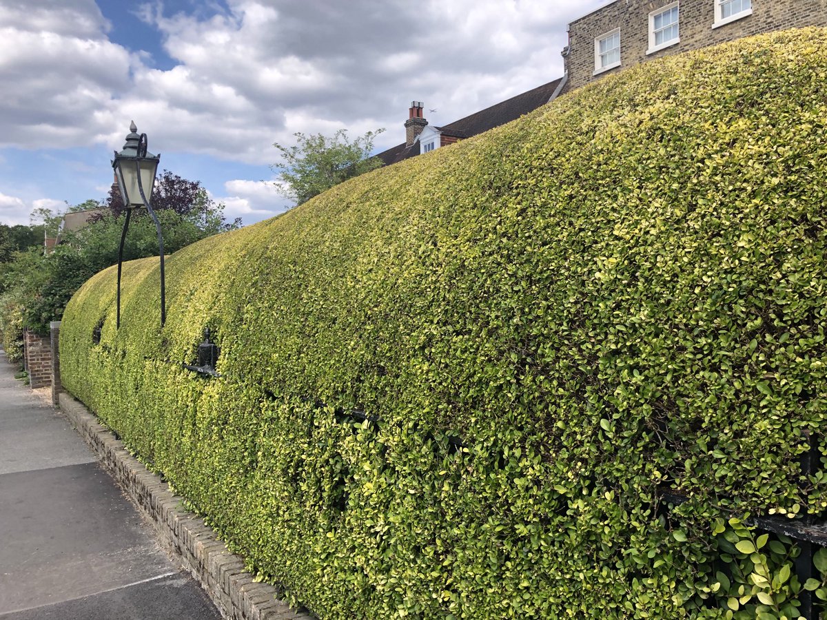 Another stunningly skilled haircut from the Hedgemeister of Dulwich Village.