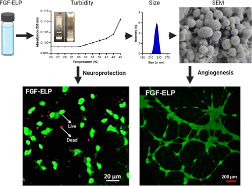 Check out this exciting new article on nanoparticles to treat neuronal and skin injuries from the Berthiaume lab. Published in <a href="/ACS_ABM/">ACS Applied Bio Materials</a> 

<a href="/RutgersResearch/">Rutgers Research</a> <a href="/RutgersSOE/">Rutgers Engineering</a> 

pubs.acs.org/doi/10.1021/ac…