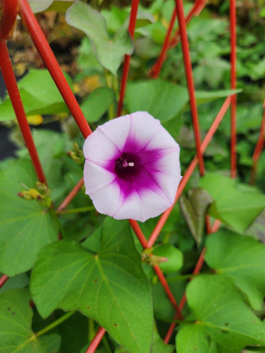 harvest action and sweet potatoes are starting to flower $apu frens