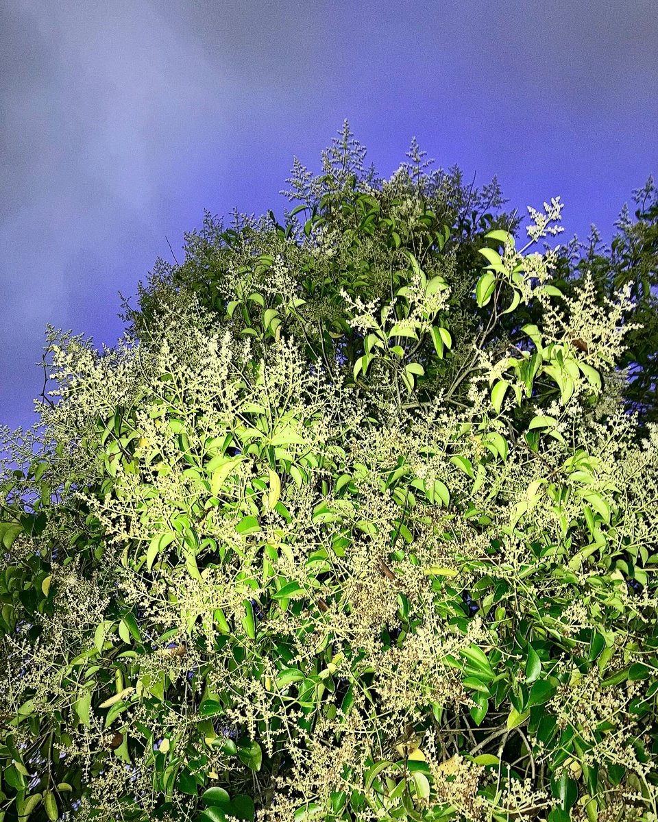 ataiga_0908's tweet image. Going to the forest always makes me feel so calm. 

Forest bathing helps refresh the mind, and even those sensitive to changes in atmospheric pressure can relax. 

#forest #forestbathing #atmosphericpressure #panicdisorder #naturehealing #refreshment #relaxation #mentalhealth