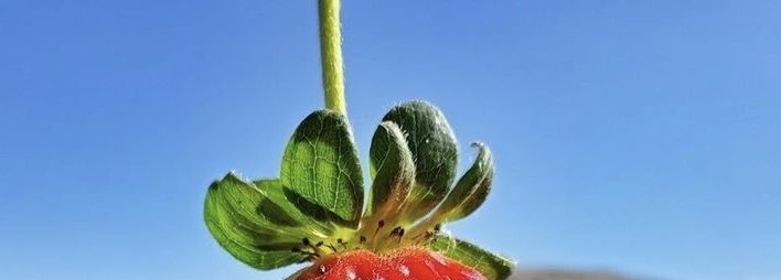 sheepbabu's tweet image. 🍓🤏🏻