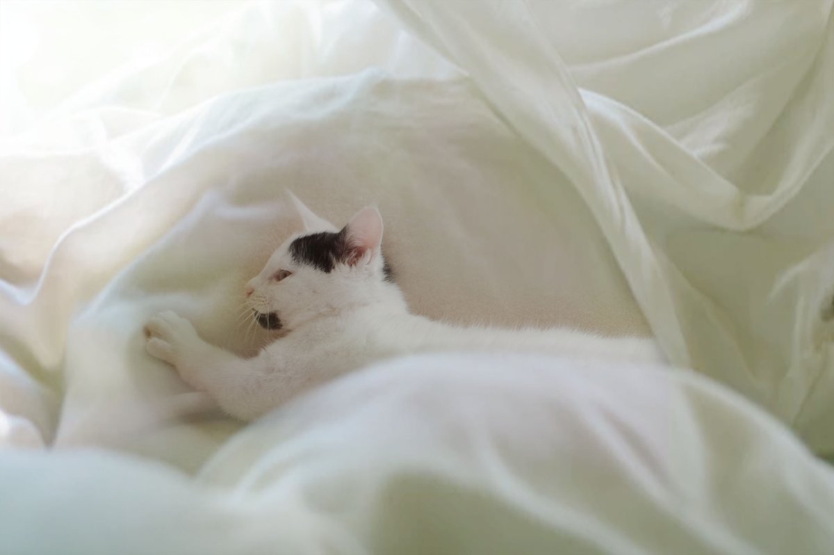 septmber_4's tweet photo. ニイニ、朝だよ。

#ねこと一緒　#写真 https://t.co/AID9GTlUev