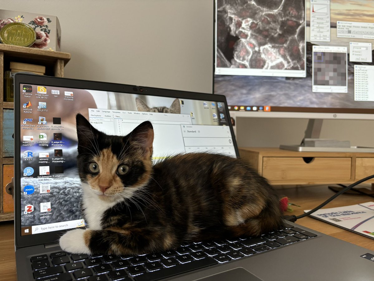 rachellawson954's tweet photo. Working at home is great, unless you have a cat who is particularly keen on getting involved. This one particularly likes helping with my video data analyses.
#catsoncomputers #phdlife #dataanalysis https://t.co/t3OHvXeCOV