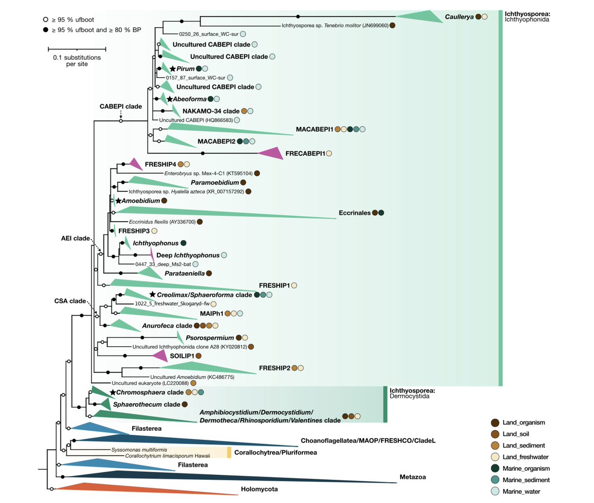 Iñaki Ruiz-Trillo (@multicellgenome) on Twitter photo Delve into the fascinating world of #Ichthyosporea in our review <a href="/SpringerNature/">Springer Nature</a> <a href="/CommsBio/">Communications Biology</a> with <a href="/victoriashabard/">victoria shabardina</a> @Jennah_E_D <a href="/PSuarezAra/">Patricia Suárez Ara</a> <a href="/merimonas/">🚺</a> et al. Thrilled to have collaborated with pioneers in Ichthyosporea like Wyth & Hiroshi, who laid the groundwork in isolating Delve into the fascinating world of #Ichthyosporea in our review <a href="/SpringerNature/">Springer Nature</a> <a href="/CommsBio/">Communications Biology</a> with <a href="/victoriashabard/">victoria shabardina</a> @Jennah_E_D <a href="/PSuarezAra/">Patricia Suárez Ara</a> <a href="/merimonas/">🚺</a> et al. Thrilled to have collaborated with pioneers in Ichthyosporea like Wyth & Hiroshi, who laid the groundwork in isolating