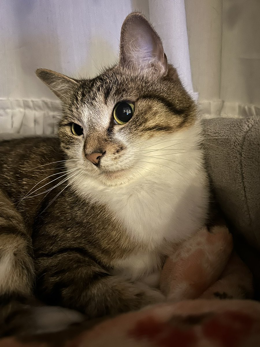 今月から2日おきに自宅で皮下点滴してます。今日は1番大暴れでわたくし流血しちゃいました😅慣れてきたはずなんだけどやっぱり痛いのは嫌だよね🥲体重は3.4kgまで増えてきて、お気に入りのウェットも見つけられて一先ず安心です。土曜日にはSUBシステムの洗浄と定期検査してきます✨