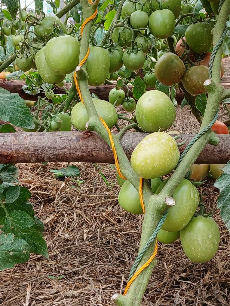 sure_happy's tweet photo. Sure Mushroom organic fertilizer contains Arbuscular Mycorrhiza fungi, forming mycorrhizae which are only soil microorganisms that produce glomalin, a glycoprotein that binds soil particles into stable aggregates, improving  soil structure  increasing water infiltration. Etc. https://t.co/IY13Zhg513