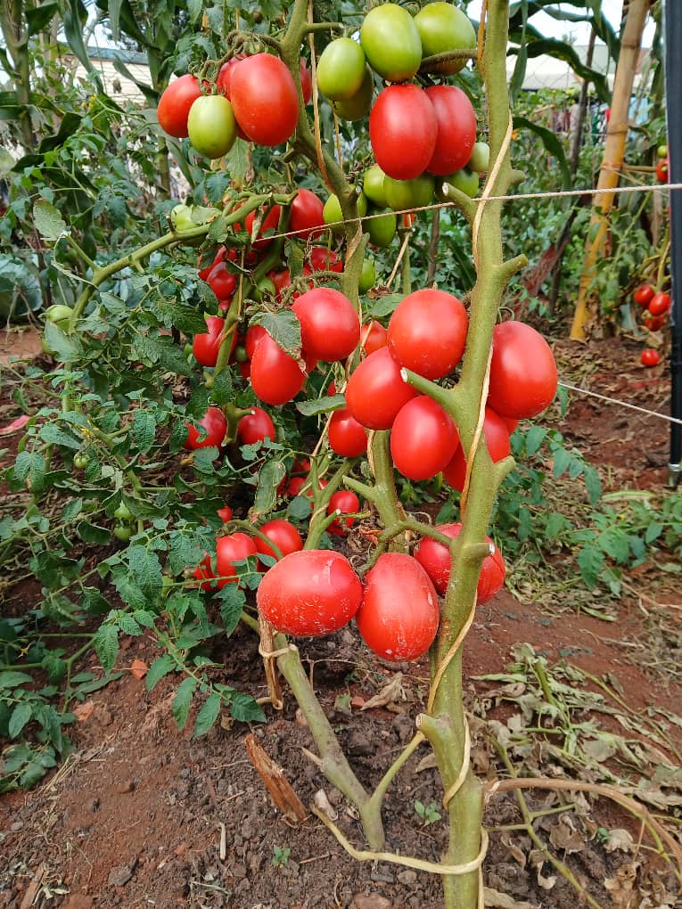 sure_happy's tweet photo. Sure Mushroom organic fertilizer contains Arbuscular Mycorrhiza fungi, forming mycorrhizae which are only soil microorganisms that produce glomalin, a glycoprotein that binds soil particles into stable aggregates, improving  soil structure  increasing water infiltration. Etc. https://t.co/IY13Zhg513