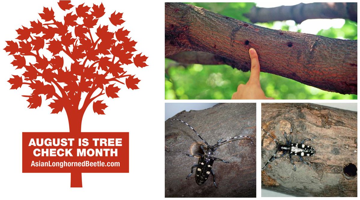 ALB Eradication tweet media