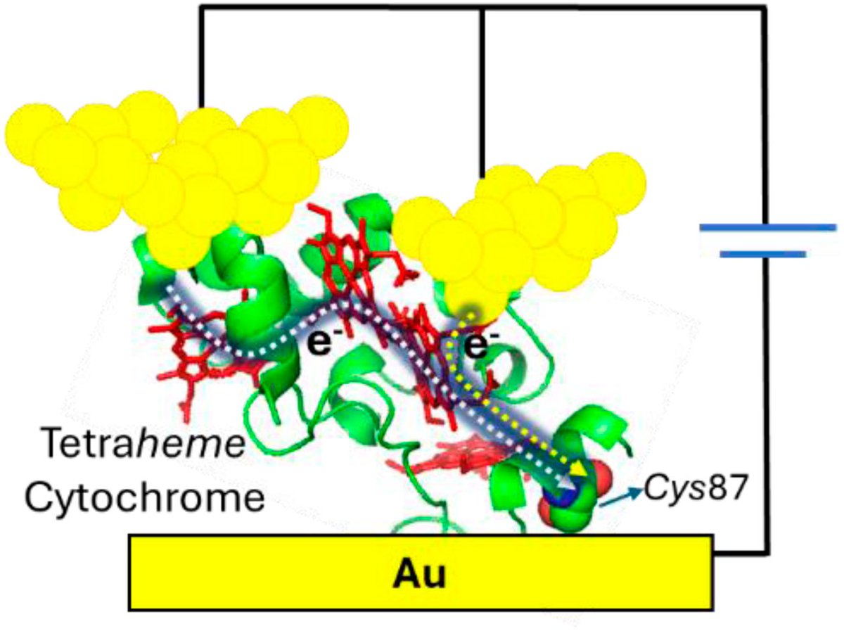 Chemical Science (@chemicalscience) on Twitter photo Check out this recently published article from Julea N. Butt, Jochen Blumberger and <a href="/IsmaelDezPrez1/">Ismael Díez-Pérez @ BioMolecular Electronics Group</a> et al., titled:
'Shallow conductance decay along the heme array of a single tetraheme protein wire'
You can read the paper for free here: doi.org/10.1039/D4SC01… Check out this recently published article from Julea N. Butt, Jochen Blumberger and <a href="/IsmaelDezPrez1/">Ismael Díez-Pérez @ BioMolecular Electronics Group</a> et al., titled:
'Shallow conductance decay along the heme array of a single tetraheme protein wire'
You can read the paper for free here: doi.org/10.1039/D4SC01…