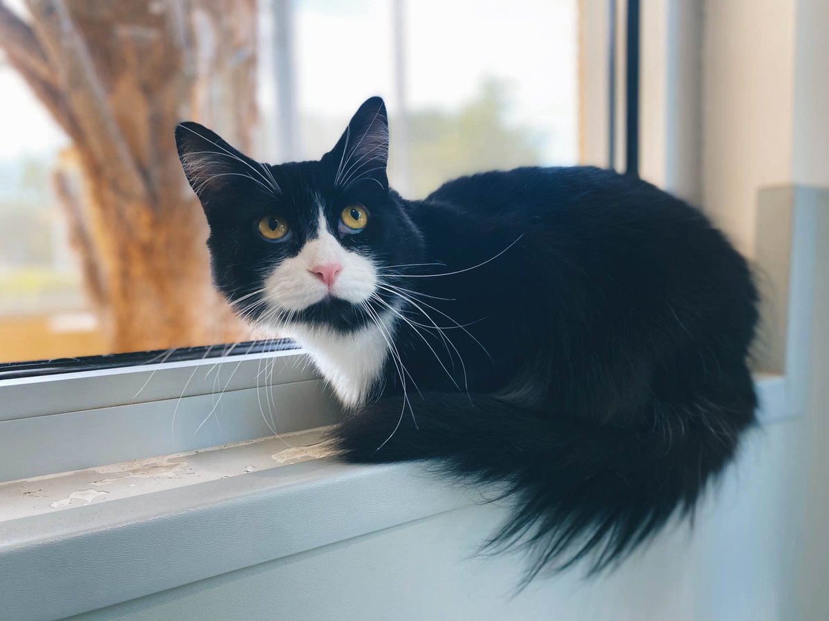 Good Morning on this #KittyLoafMonday