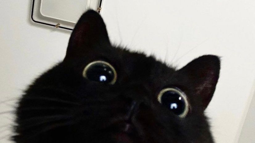 Black cats are not bad luck tweet media