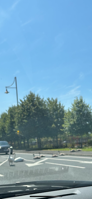 Dr K S Vasudev tweet media