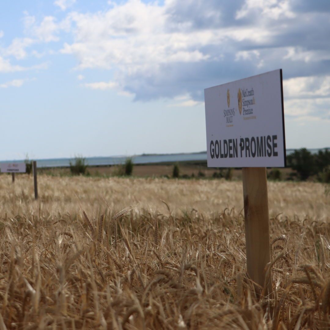 Golden Promise ❤️ 

As Plant Variety Rights holders of this heritage barley variety since 2015, we know a thing or two about it and how it has become - and remains - a beloved base malt 🤩 

Read the Golden Promise story 👉 buff.ly/3yaP0nE