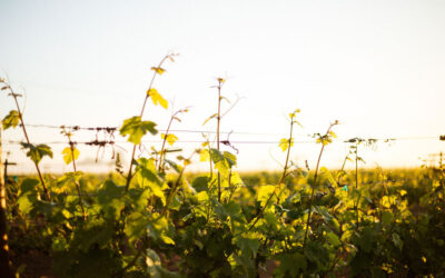 Lodi Wine Growers tweet media