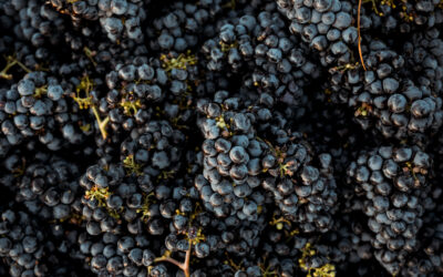 Lodi Wine Growers tweet media