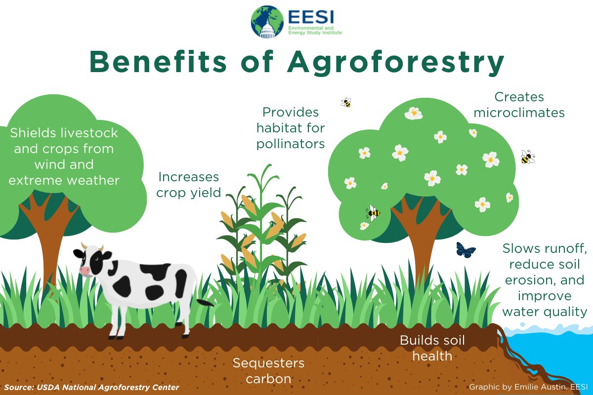 AGROMIX #H2020 🇪🇺 (@agromixproject) on Twitter photo 🌿#Agroforestry offers transformative benefits🍃🐓:
🌳Trees sequester CO₂, helping combat climate change.
💨Windbreaks shield #crops and #livestock from extreme weather, reduce #soilerosion, & improve ecosystem health.
🌰Soil quality & yields boosted by up to 56%. <a href="/eesionline/">Environmental and Energy Study Institute</a> 🌿#Agroforestry offers transformative benefits🍃🐓:
🌳Trees sequester CO₂, helping combat climate change.
💨Windbreaks shield #crops and #livestock from extreme weather, reduce #soilerosion, & improve ecosystem health.
🌰Soil quality & yields boosted by up to 56%. <a href="/eesionline/">Environmental and Energy Study Institute</a>