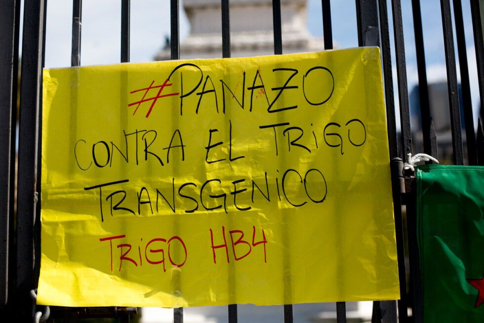 Insisten con transgenicos y pesticidas - Trigo HB4: Realidades, mitos y relatos en torno de los cultivos transgénicos buff.ly/3A62Puk