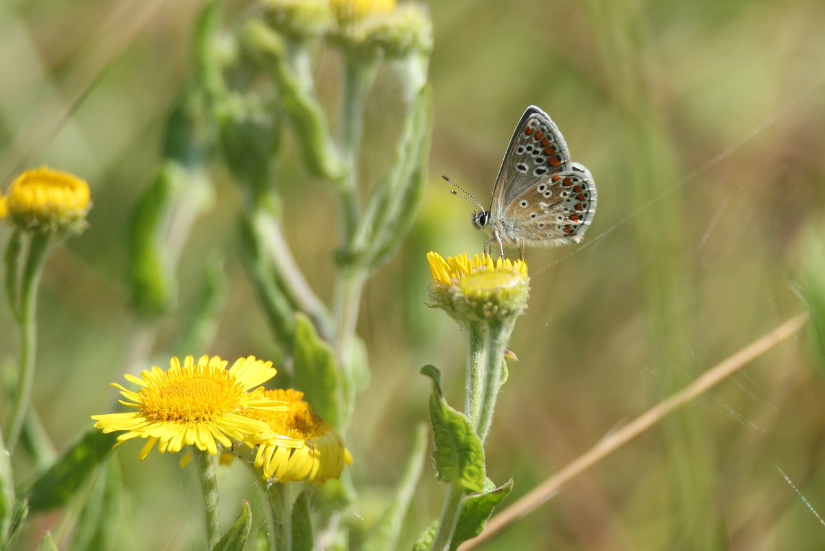 A quick visit to Abberton Res this morning produced this Emerald and  a Blue-tailed Damselfly on the pond at the Visitor centre entrance. This Brown Argus and Southern Migrant Hawker were also about.