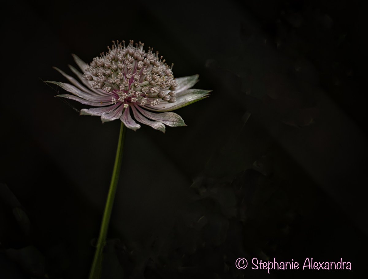 Sam_Alexandra23's tweet photo. Hi Gang! Yay! #MacroMonday is here! Share your best #macro shot and I'll retweet best. Have a marvellous day and stay hydrated out there! #Photography #BlueDasher #Flowers #Nature https://t.co/Ng0nGb3XOC