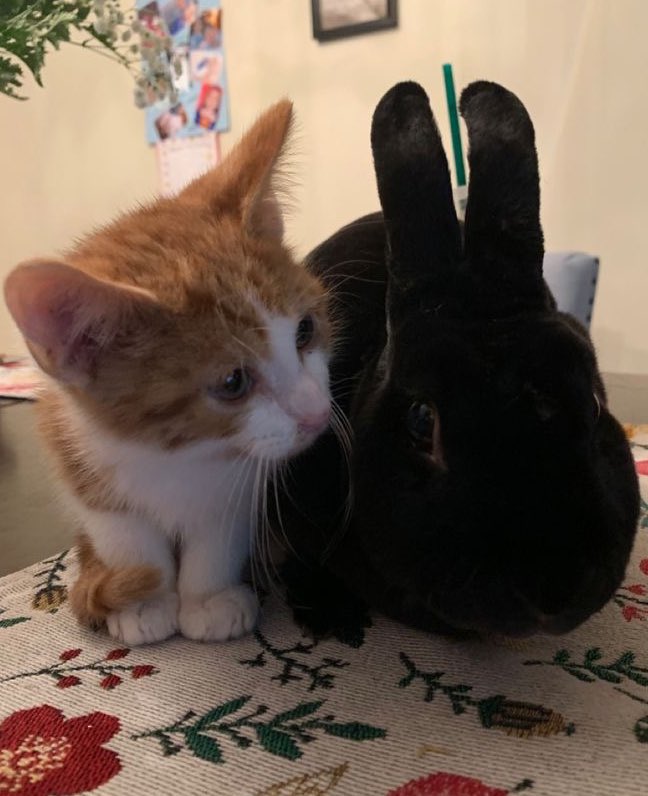 CSBZONES's tweet image. 