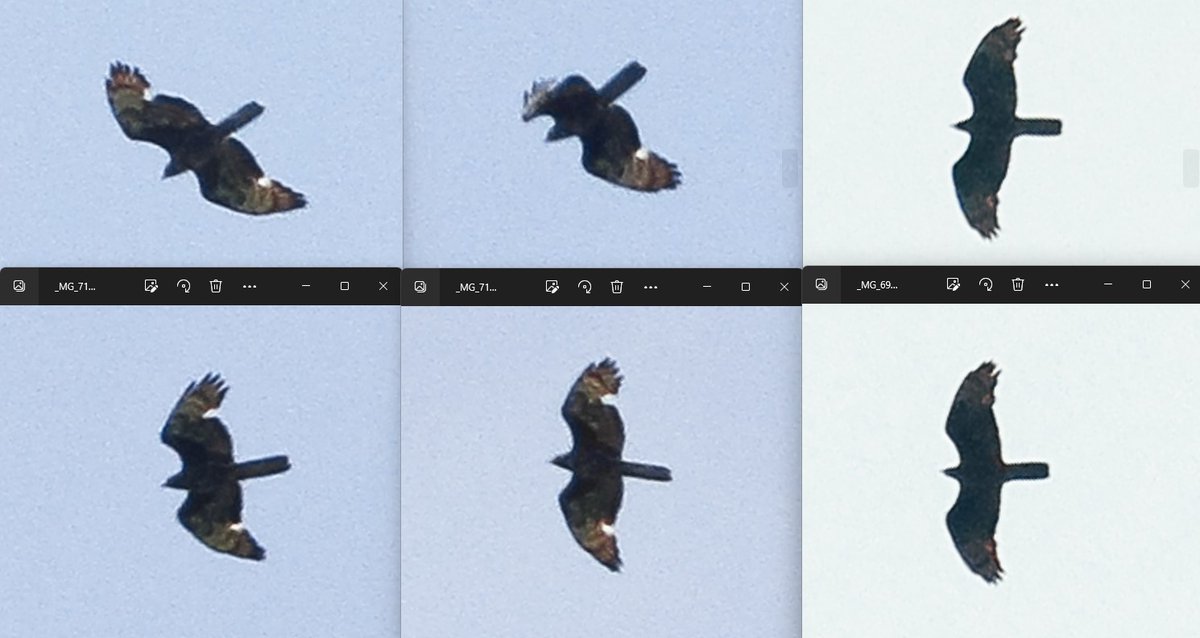 DS (@_dsbirding) on Twitter photo Another visit to the Welsh woodland yesterday produced the same dark chocolate female Honey Buzzard from two weeks ago (two pics on right to compare).🍫
Thanks to <a href="/jarpartridge/">Jamie Partridge</a>, Steve Roberts and the county recorder for all the info and encouragement!
Leaving the area soon🫤 Another visit to the Welsh woodland yesterday produced the same dark chocolate female Honey Buzzard from two weeks ago (two pics on right to compare).🍫
Thanks to <a href="/jarpartridge/">Jamie Partridge</a>, Steve Roberts and the county recorder for all the info and encouragement!
Leaving the area soon🫤