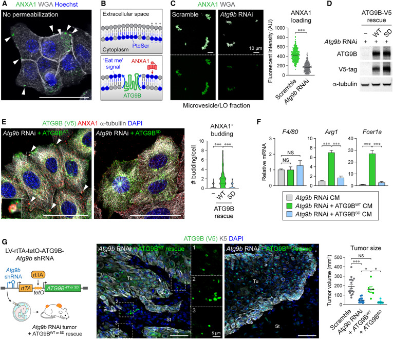 Waggoner Lab tweet media