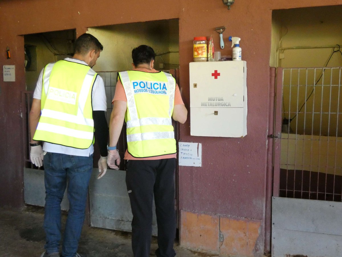 🔴 Distribuïen cartilles sanitàries d’animal de companyia falses i realitzaven tractaments veterinaris sense tenir la titulació

Gràcies a una denúncia de <a href="/ConsellCol/">Consell de Col·legis Veterinaris de Catalunya</a>, identifiquem els responsables per un delicte de falsificació documental i intrusisme professional