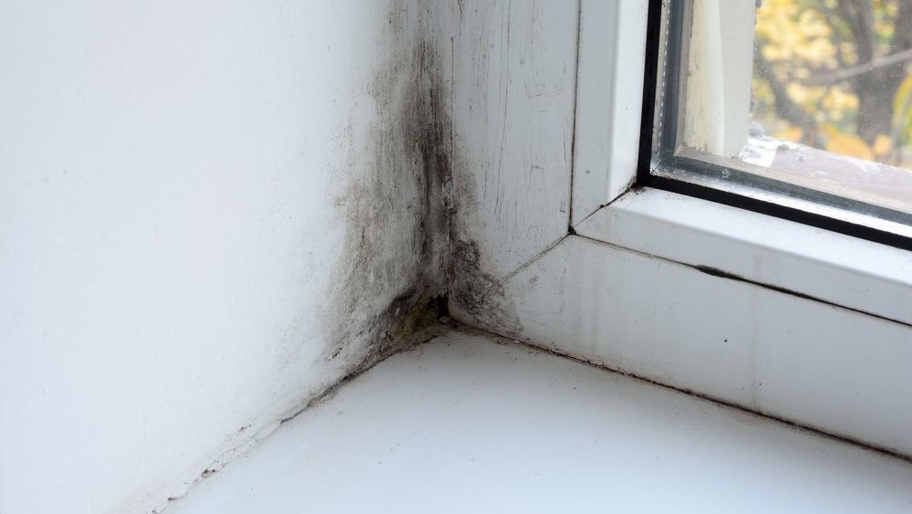 Stopping Mold In Its Tracks houseopedia.com/stopping-mold-…