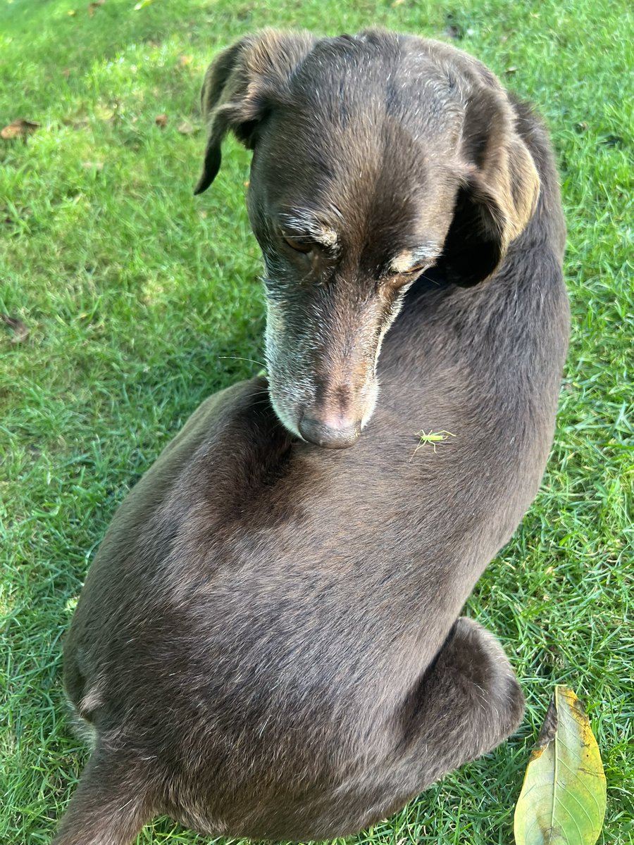 RescueCabbie's tweet image. It’s the end of the world! 
The locust plague has arrived. Please keep me in your thoughts😢 🙀 😳