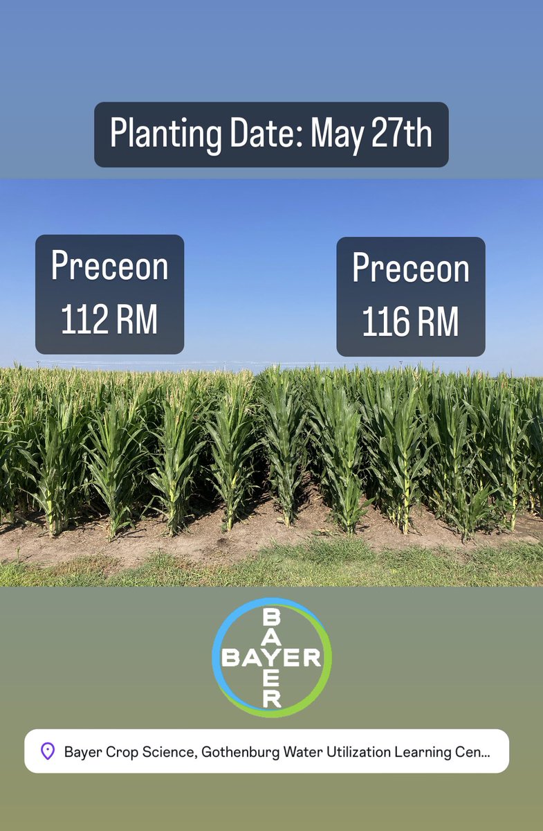 Bayer4CropsGLC's tweet image. Our #preceon planting date trial is looking amazing 🤩 
Come check it our by scheduling a tour at the Learning Center
#Bayer4NE