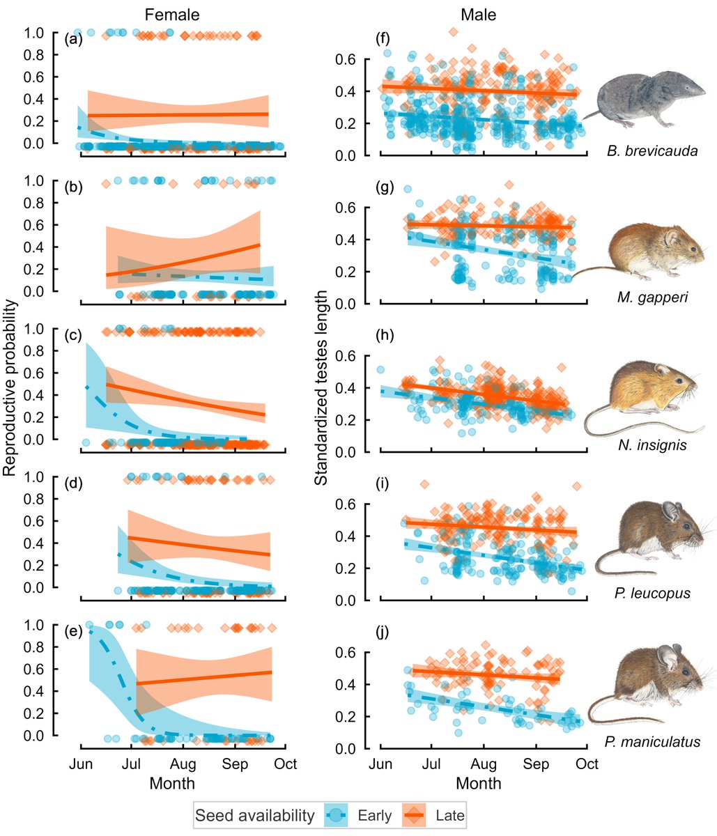 ryanbstephens's tweet image. Out in @AnimalEcology, we investigate the influence of masting on timing of reproduction in small mammals using a 12-year dataset. Seed availability alters probability of reproduction for both sexes and can change timing of reproduction by over 2 months!
besjournals.onlinelibrary.wiley.com/doi/10.1111/13…