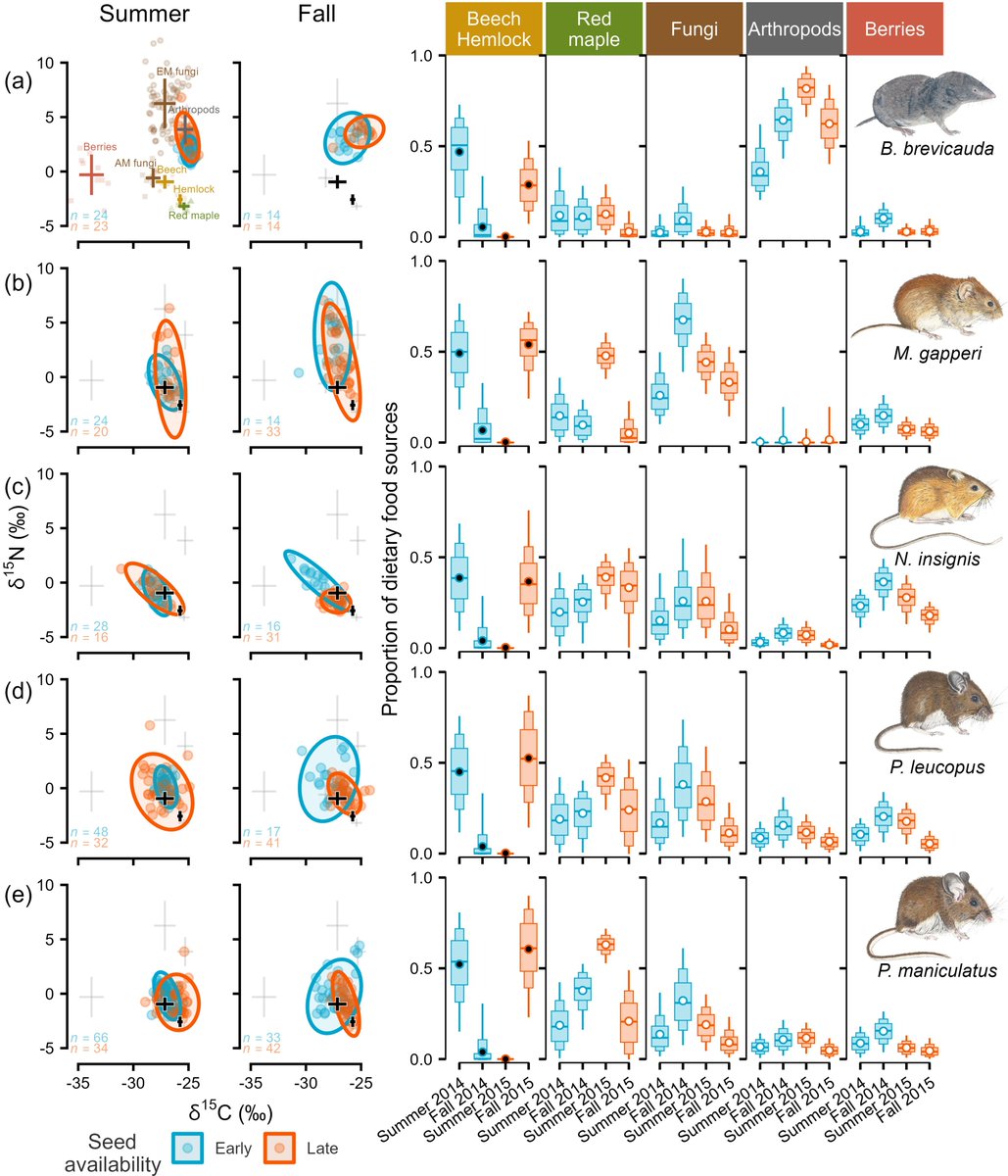 ryanbstephens's tweet image. Out in @AnimalEcology, we investigate the influence of masting on timing of reproduction in small mammals using a 12-year dataset. Seed availability alters probability of reproduction for both sexes and can change timing of reproduction by over 2 months!
besjournals.onlinelibrary.wiley.com/doi/10.1111/13…