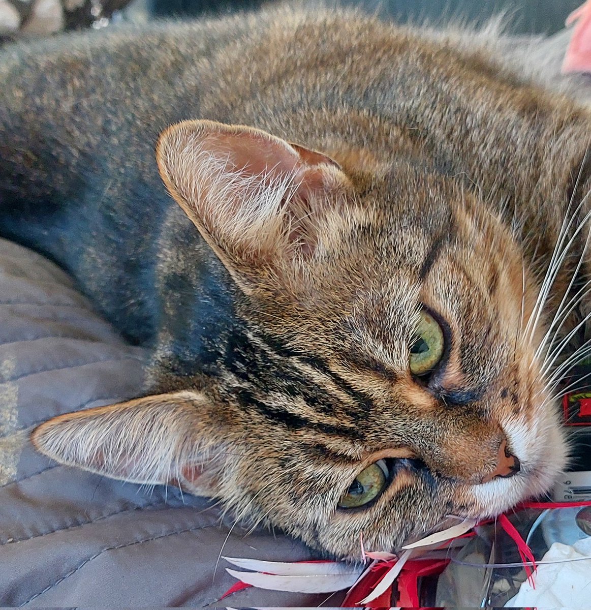 Look, I also have a lil fluff ball.
For times when you're somewhere else on some random guys laps again🙊