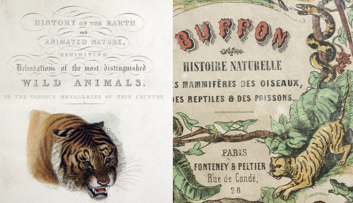 PalmeriJoAnn's tweet photo. #SpecialCollections Image-A-Day📚🐯
#Tigers in the Special Research Collections (#HistSci Collections @OU_Libraries) #NatHist #RareBooks #MammalMonday #GlobalTigerDay https://t.co/uqLqlR1g5F