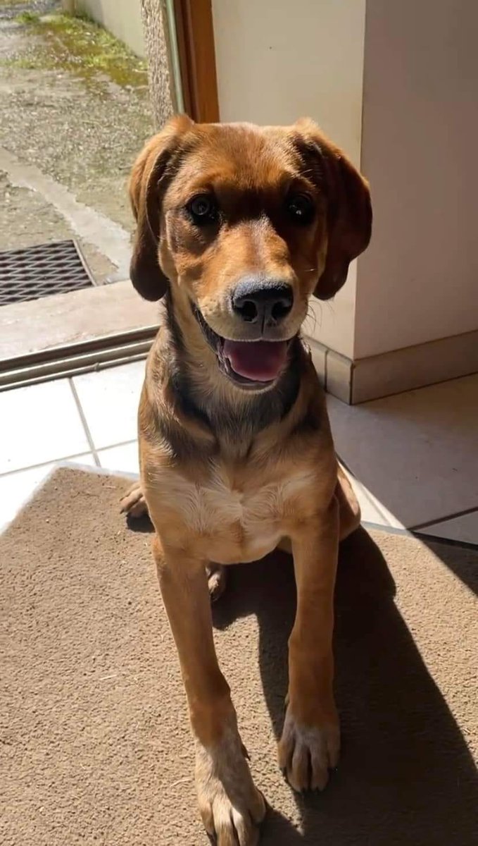 brindille85's tweet photo. Chienne Ruby a disparue le 27/07, elle a été heurtée par une camionnette vers 11h au niveau du Moulin Blanc à Treillières (44119), elle est sûrement blessée
Elle doit être cachée dans un jardin, fossé, forêt pouvez-vous vérifier dans les recoins et en parlez autour de vous s’il vous plaît 📷
Si jamais vous avez des conseils, des chiens chercheurs etc nous prenons tout
Si vous avez des infos contactez au 06.34.41.43.31 ou au 06.31.72.92.44