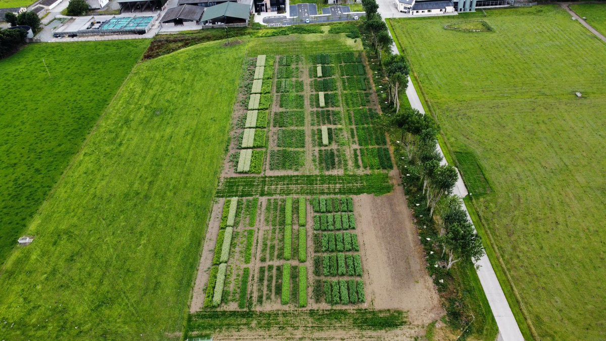 Kevin McDonnell (@kevinmcdonnellp) on Twitter photo Crop research and demo plots at Lyons looking well. Alternative and mainstream crops as well as new crop assessment technologies and digital ag. Thanks to <a href="/Gary_DGillespie/">Gary Gillespie</a> and Keith OMahony for all the hard work. <a href="/CONSUS_UCD/">CONSUS</a> <a href="/IFAA_eire/">Irish Fulbright Alum</a> <a href="/ucdagfood/">UCD School Ag & Food</a> <a href="/UCDBioFoodEng/">UCDBiosysFoodEng</a> <a href="/ucdlyonsfarm/">UCD Lyons Farm</a> Crop research and demo plots at Lyons looking well. Alternative and mainstream crops as well as new crop assessment technologies and digital ag. Thanks to <a href="/Gary_DGillespie/">Gary Gillespie</a> and Keith OMahony for all the hard work. <a href="/CONSUS_UCD/">CONSUS</a> <a href="/IFAA_eire/">Irish Fulbright Alum</a> <a href="/ucdagfood/">UCD School Ag & Food</a> <a href="/UCDBioFoodEng/">UCDBiosysFoodEng</a> <a href="/ucdlyonsfarm/">UCD Lyons Farm</a>
